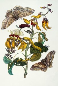 M.S. Merian, Coral Tree and Silkworm